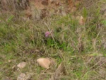 Senecio icoglossus (25)