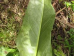 Senecio icoglossus (24)
