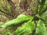 Senecio icoglossus (17)