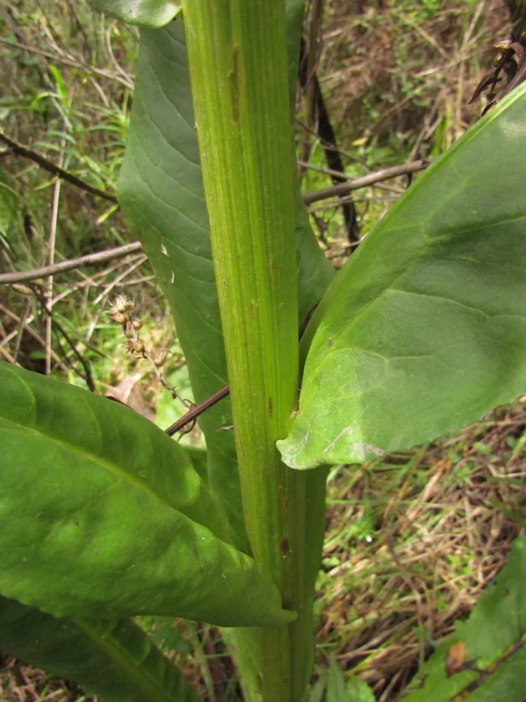 Senecio icoglossus (18)