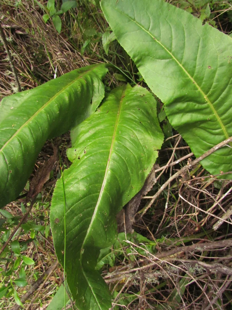 Senecio icoglossus (16)