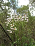 Senecio icoglossus (14)