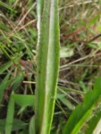 Senecio icoglossus (6)