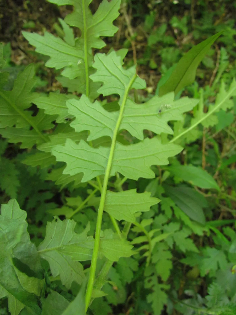 Senecio heteroschizus (13)