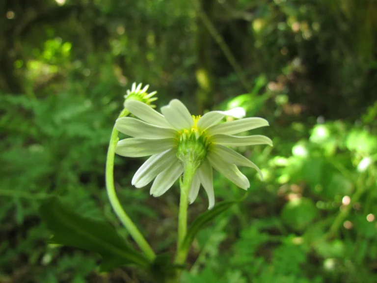 Senecio heteroschizus (11)