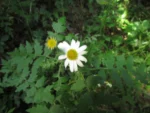 Senecio heteroschizus (8)