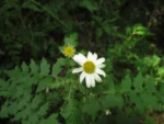 Senecio heteroschizus (4)