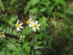 Senecio heteroschizus (2)