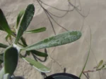 Senecio crassiflorus (25)