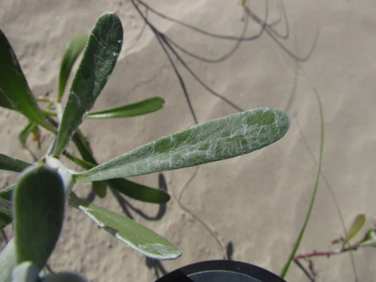 Senecio crassiflorus (25)