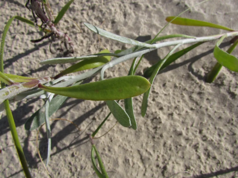 Senecio crassiflorus (21)