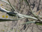 Senecio crassiflorus (23)