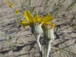 Senecio crassiflorus (19)