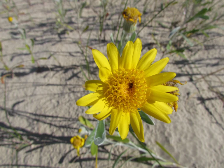 Senecio crassiflorus (16)