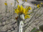 Senecio crassiflorus (17)