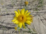 Senecio crassiflorus (15)