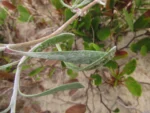 Senecio crassiflorus (6)