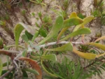 Senecio crassiflorus (7)