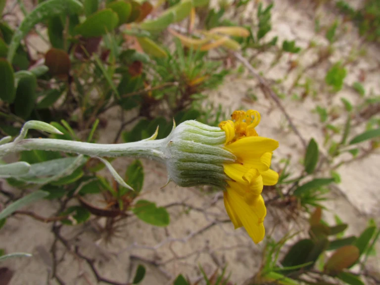 Senecio crassiflorus (5)