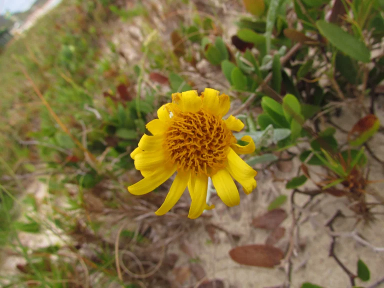 Senecio crassiflorus (3)