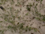 Senecio crassiflorus (1)