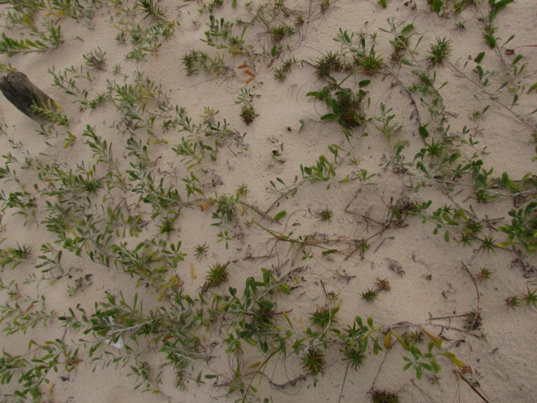 Senecio crassiflorus (1)