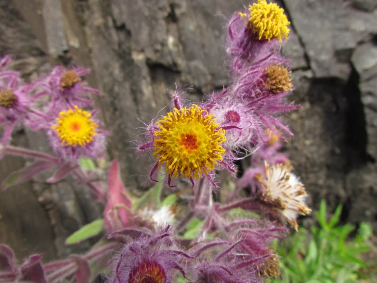 Senecio conyzaefolius (4)