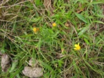 Senecio cf madagascariensis (5)