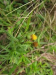 Senecio cf madagascariensis (1)