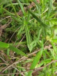 Senecio cf madagascariensis (2)