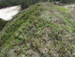 Senecio ceratophylloides (28)