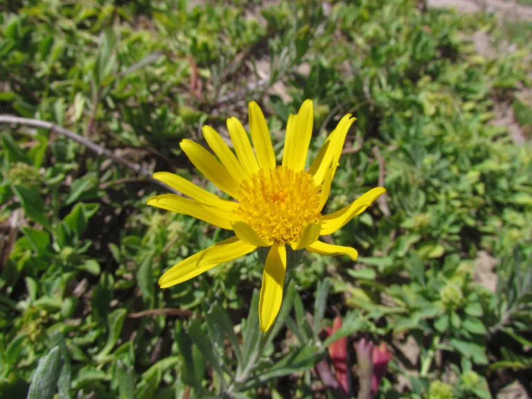 Senecio ceratophylloides (25)