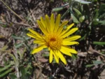 Senecio ceratophylloides (16)