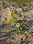 Senecio ceratophylloides (8)