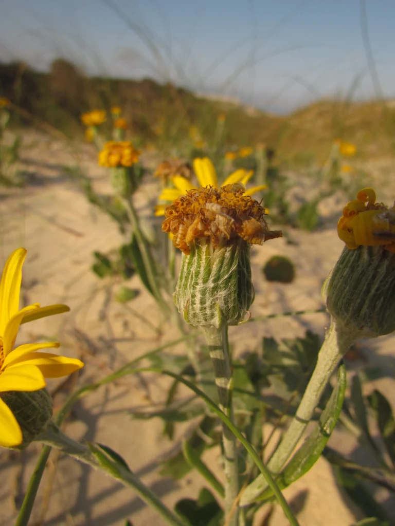 Senecio ceratophylloides (6)