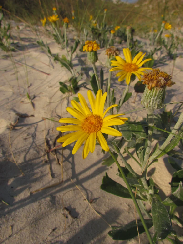 Senecio ceratophylloides (3)