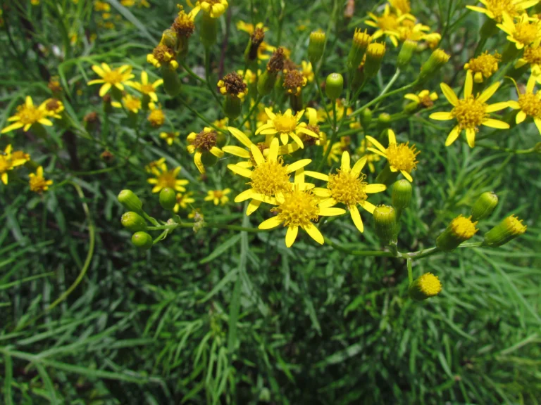 Senecio brasiliensis (24)
