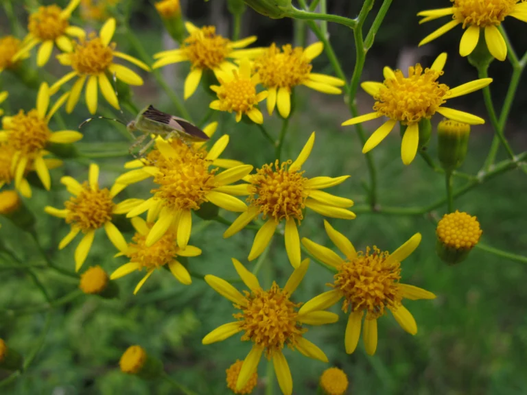 Senecio brasiliensis (12)