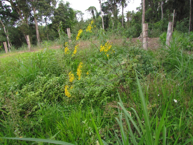 Senecio brasiliensis (13)