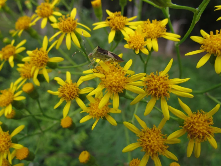 Senecio brasiliensis (11)
