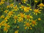 Senecio brasiliensis (10)