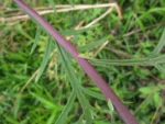 Senecio brasiliensis (5)