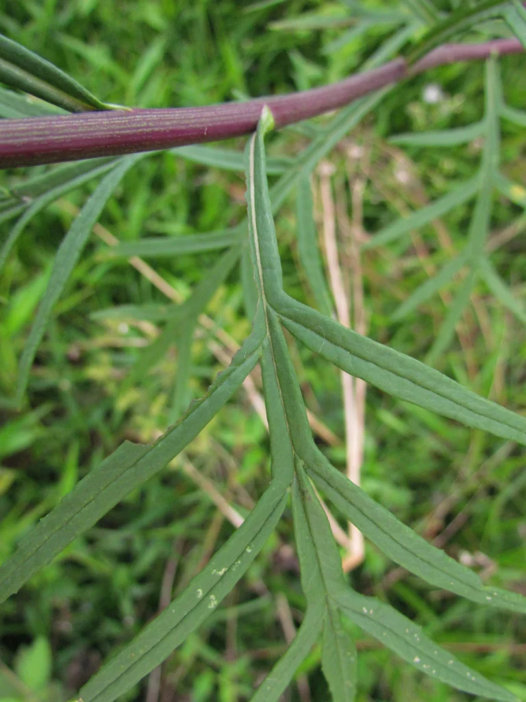 Senecio brasiliensis (2)