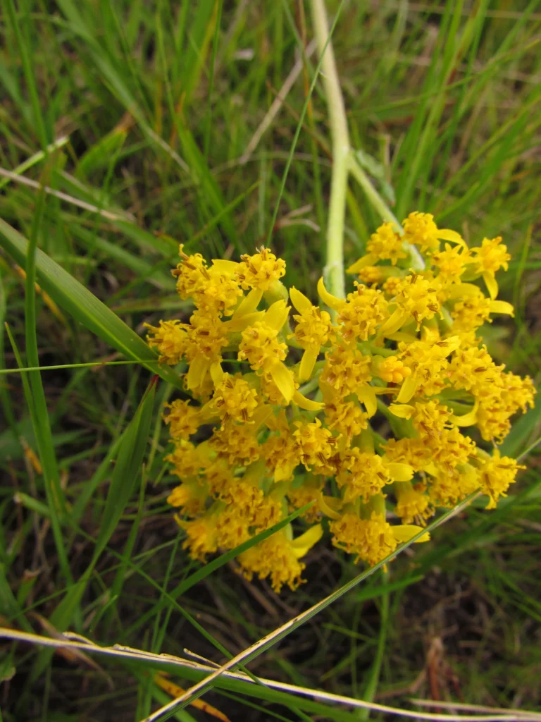 Senecio adamantinus (11)
