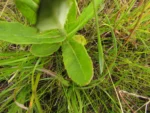 Senecio adamantinus (7)