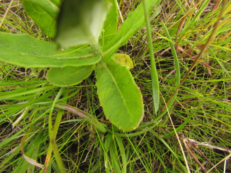 Senecio adamantinus (7)