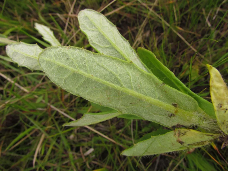 Senecio adamantinus (8)