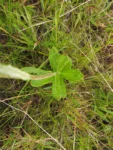 Senecio adamantinus (5)