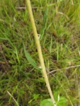 Senecio adamantinus (6)