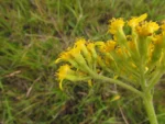 Senecio adamantinus (4)